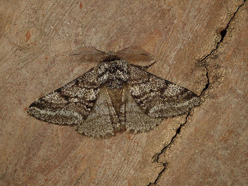 Geometridae: Phigalia pilosaria ?  No,  Lycia hirtaria